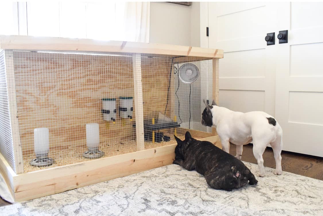 how to set up a chick brooder